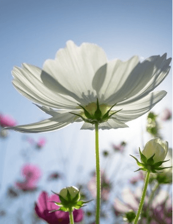 Mary Lawson Obituary