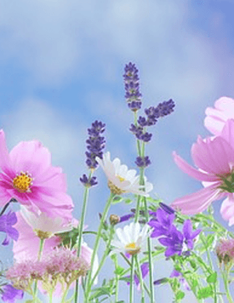 Mae (Finger) Viehland Obituary